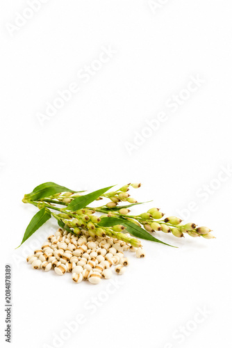 pearl barley