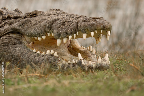 фотографія Massive American Crocodile Croczilla Everglades National Park