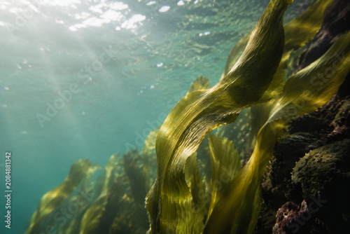 Kelp in the water