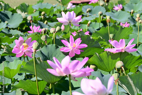 Cuadro en lienzo ピンクの蓮の花の彩り