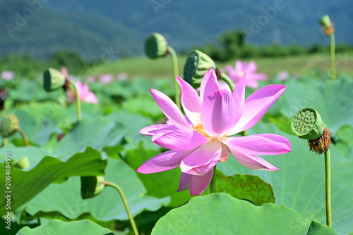 Konstfotografi ピンクの蓮の花の彩り