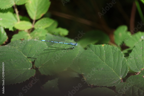 Tableau sur toile dragonfly on a leaf