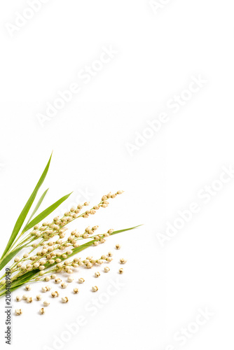 pearl barley isolated on white background