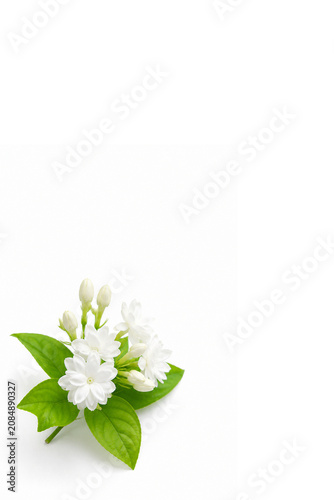 Royal Jasmin on white background