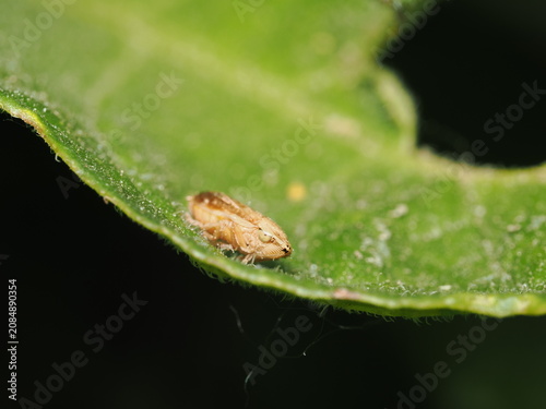 Fotografie Ninfa de cigarrilla (Aphrophoridae) de cuerpo compacto y tonos pardos