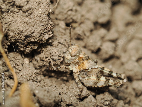 Cuadro en lienzo Ninfa de saltamontes (Acrididae) con coloración críptica marrón y gris