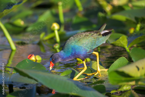 Cuadro en lienzo Purple gallinule leaning down to inspect a spatterdock lily pad in Everglades Na