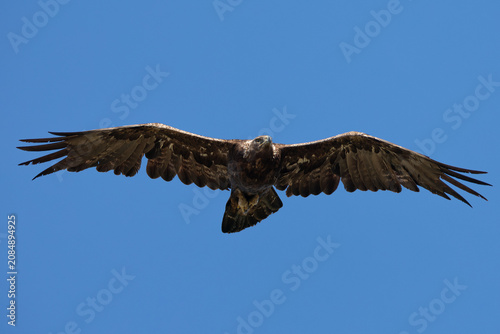 Принти на полотні Extremely close view of a golden eagle flying, seen in the wild in  North Califo
