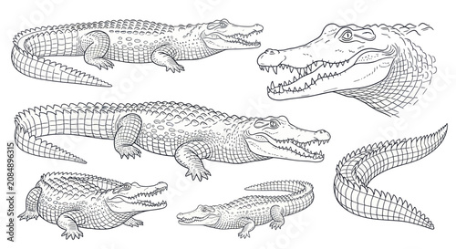 Obraz na płótnie Detailed drawings of various crocodile species.