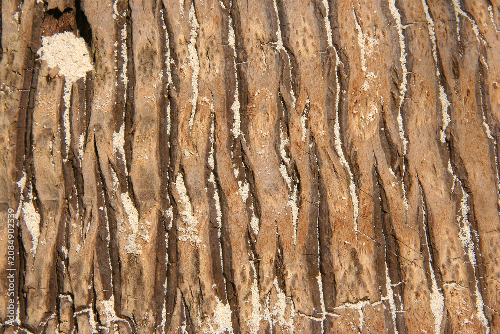 Naklejka premium Weathered wooden surface texture with natural grain, aged appearance and rustic character.