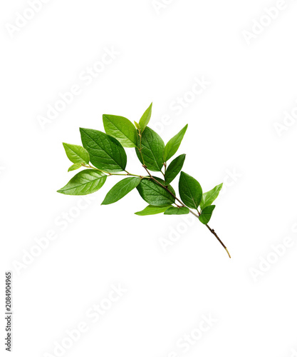green leaves isolated