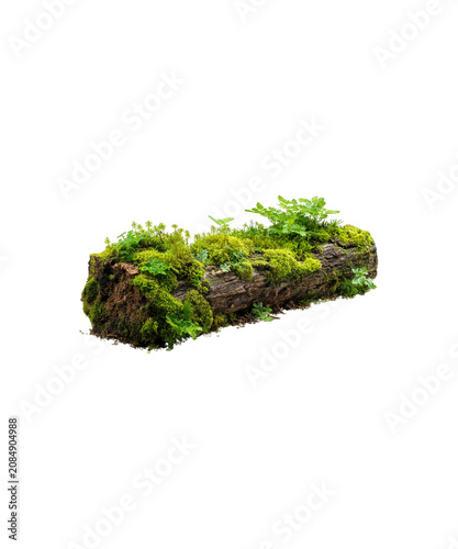 green tea leaves
