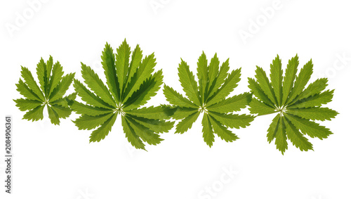 Fotografie Isolated green leaves from a climbing plant, fresh foliage arranged as a decorat