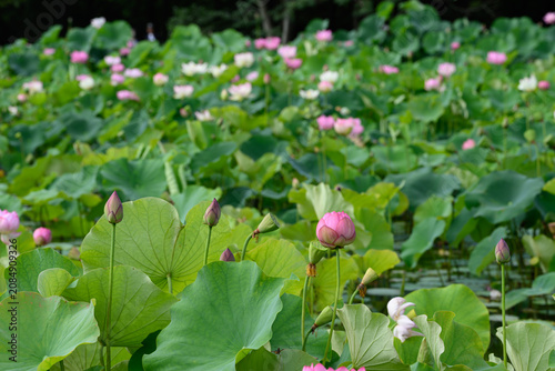Plakat 万博記念公園 ハス