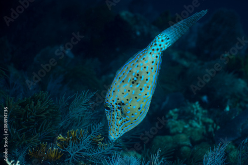 Scrawled filefish diving headfirst in the Florida Keys