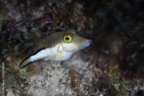 Принти на полотні Sharpnose puffer hovering above an algae-covered rocky substrate in the Florida