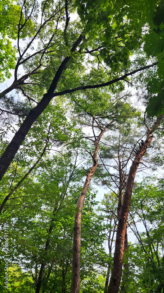 Fototapeta premium Fresh Green Leaves in Summer Forest