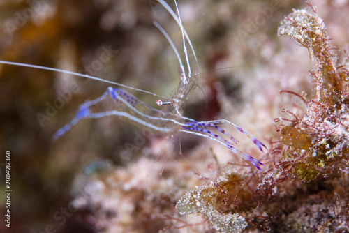 Bild auf Leinwand Pederson cleaner shrimp resting on a coral reef in the Florida Keys