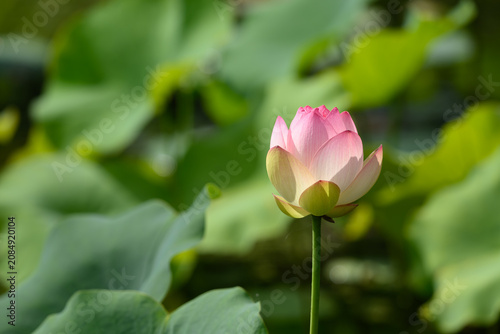 Plakat 万博記念公園 ハス