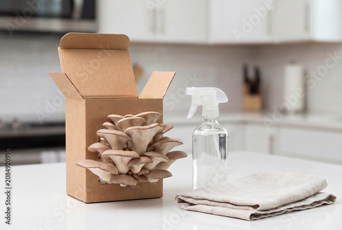 Oyster Mushroom Growing Kit on Modern Kitchen Counter