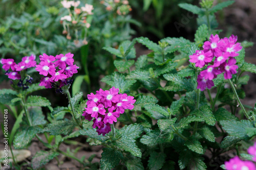 Cuadro en lienzo purple verbena in the garden