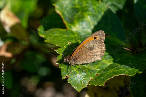 Canvas Print a Meadow Brown butterfly (Maniola jurtina) at rest, wings closed, on a leaf