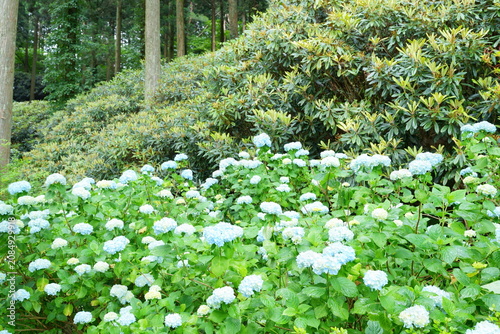 Obraz na płótnie 山間の杉木立の中で咲く青いあじさいと石楠花の葉【和歌山県】