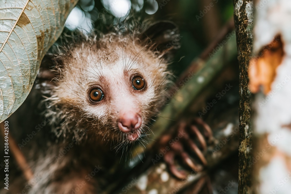 Fototapeta premium Aye-aye lemur with wide eyes and coarse fur gripping a tree branch, showing its rare features and eerie nocturnal gaze for wildlife education