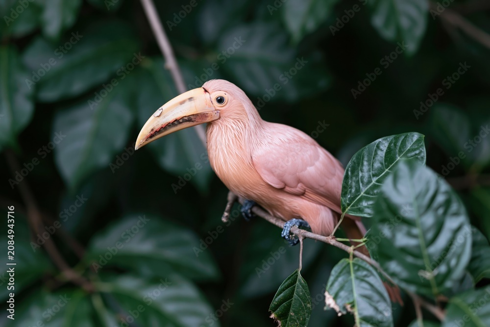 Fototapeta premium A blush pink keel-billed toucan perched on a slender branch, its detailed plumage and large beak set against deep emerald green leaves for bird wildlife