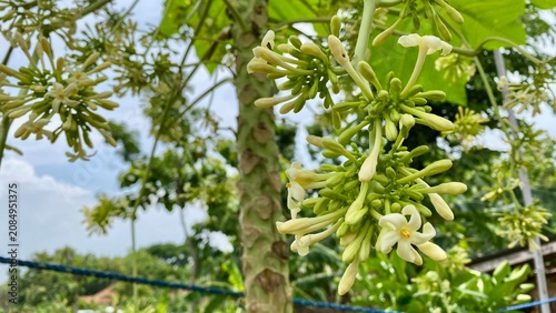 Clusters of white papaya flowers and green buds growing on a tropical tree branch against a sky background
