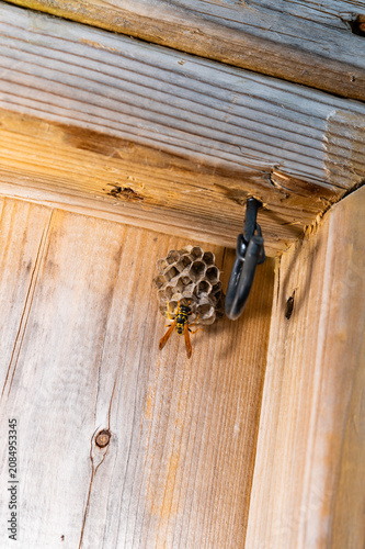 Close-up of a Paper Wasp on an Intricate Hexagonal Nest Attached to Wood.