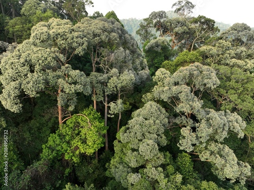 High angle drone view of a dense tropical rainforest canopy with tall trees