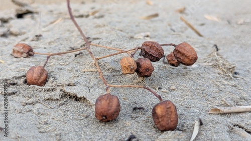 Cuadro en lienzo Dried Brown Wild Seeds Scattered on Sandy Ground with Thin Stems in Natural Outd