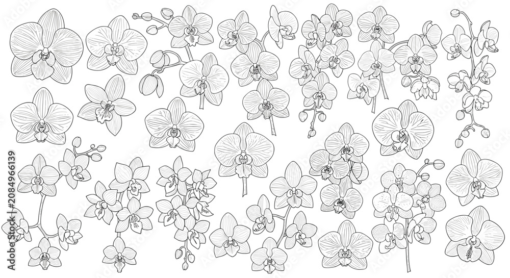 Fototapeta premium Comprehensive set of orchid flower line drawings displaying various bloom shapes and delicate botanical details.