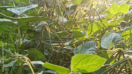 Healthy mung bean (Vigna radiata) plants entering the pod formation stage, showing early fruit development in a tropical agricultural field.