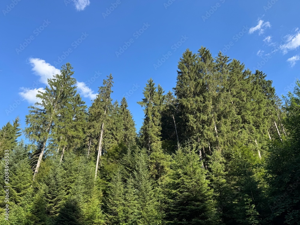 Fototapeta premium Mixed forest in the Black Forest National Park or mixed trees of the Black Forest, Germany - Mischwald im Nationalpark Schwarzwald oder Mischwälder des Schwarzwaldes, Deutschland