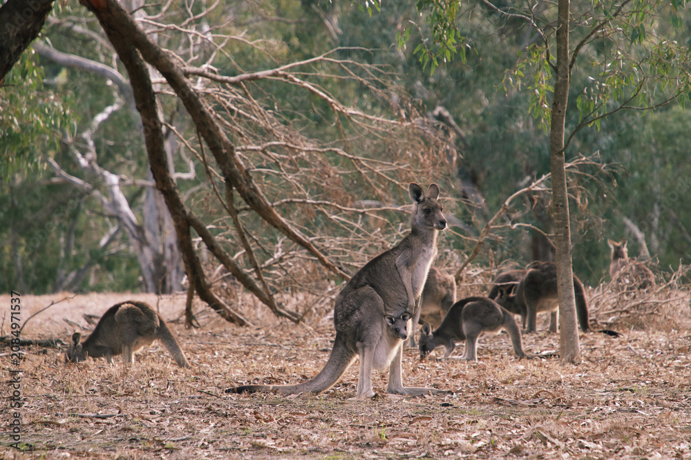 Obraz premium kangaroo and baby in the wild