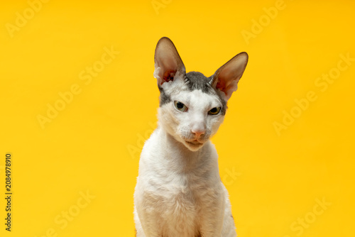 Bild auf Leinwand Portrait of a purebred Cornish Rex cat on a yellow background
