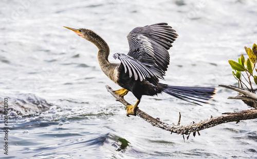 Foto The Anhinga sitting on a branch over a water way in Melbourne Florida