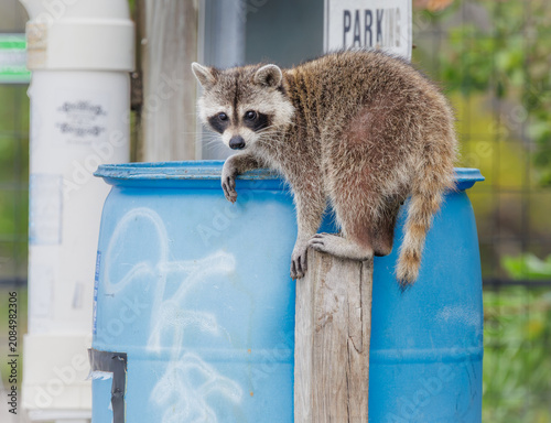 Female raccoon foraging for scraps in a parking lot next to a bay in Melbourne Florida. The Common Raccoon native to North America.