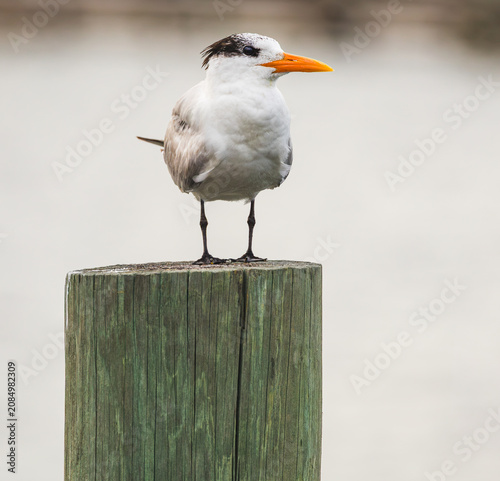 A Common Tern sitting on a pier at Melbourne Beach Florida. The tern migrates between Europe, Asia and North America.