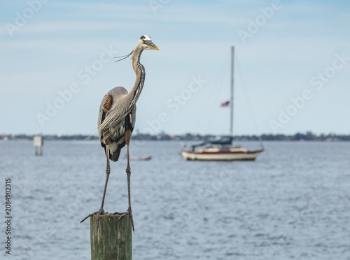 Great Blue Heron perched on a fishing pier in a coastal inlet of Melbourne Beach Florida.