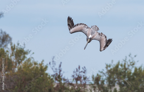 Brown Pelican fishing the coastal waterways of Melbourne Beach Florida. Brown Pelicans can live up to 43 years in the wild and range from South American to North America. 