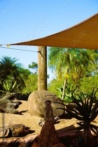 Meerkat standing on a rock with giant tortoise in a sunlit natural habitat