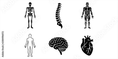 Solid black human respiratory system anatomy medical UI icon set. Human bone anatomy and joint skeleton solid icon set for medical orthopedic healthcare and diagnostic vectors.