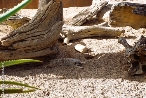 Meerkat resting on sandy ground beneath weathered driftwood