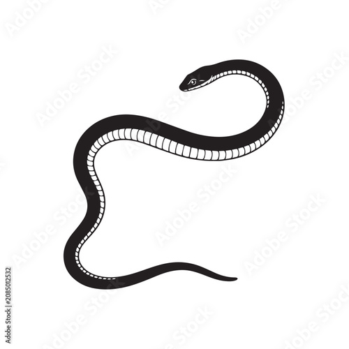 snake on white background vector illustration