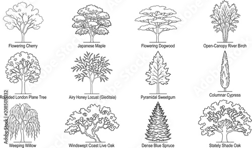 Collection of diverse black and white line art tree species illustrations with text labels for botanical design