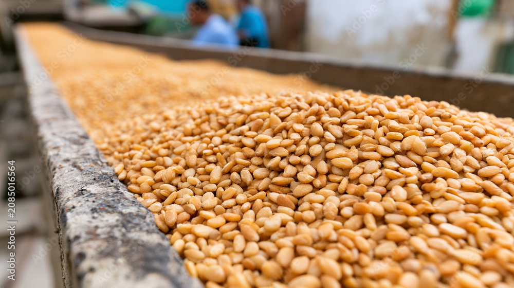 Obraz premium Sesame seeds pouring from a modern blue processing machine in factory 