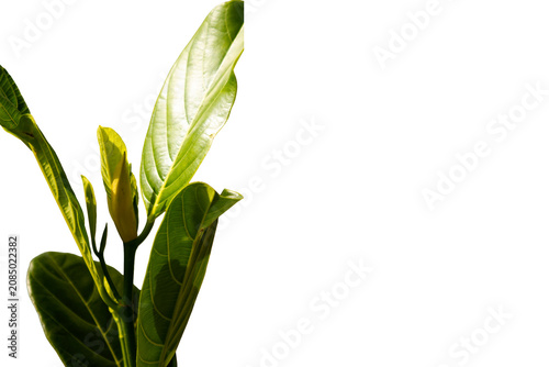 Valokuva young broadleaf tree leaves are yellow on the youngest leaves